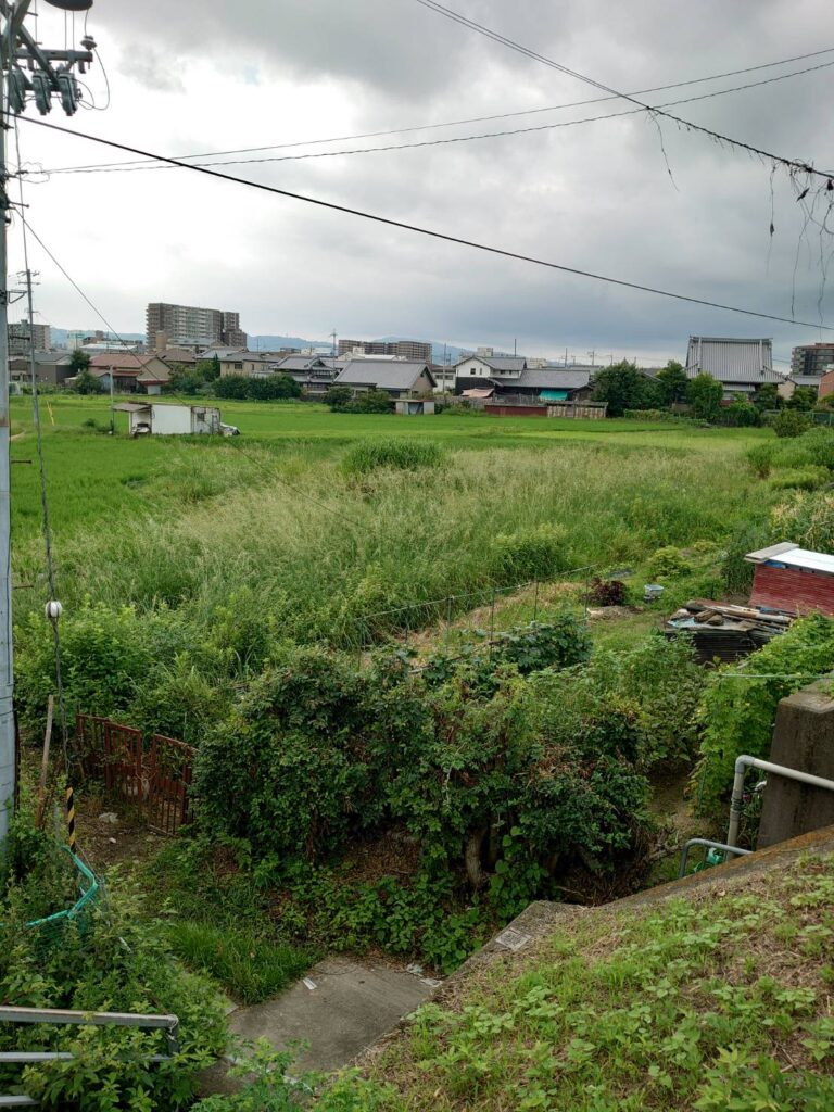 休耕地　作業前